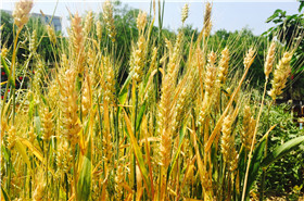 幼儿园的麦子丰收啦！