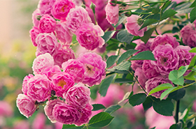 花儿为什么这样红？